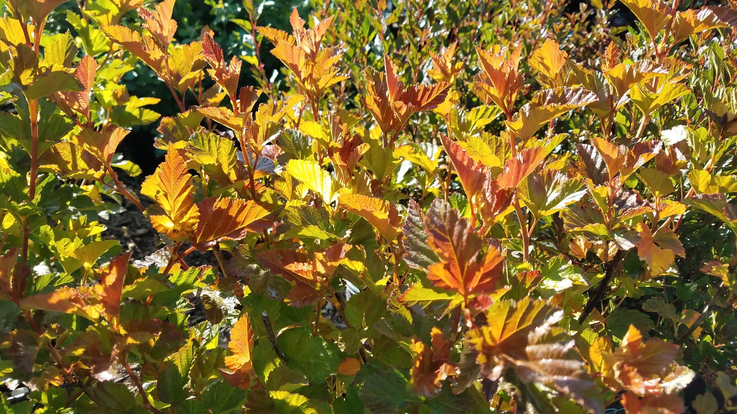 Physocarpus / Ninebark — Handy Andy's Nursery